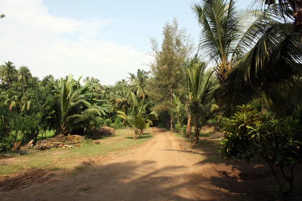 Tropical Path — Stock Photo, Image