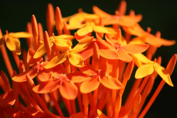 Egzotikus virágok — Stock Fotó