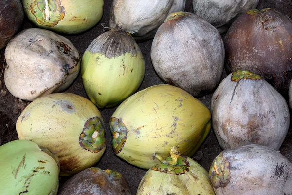 Sfondo noci di cocco — Foto Stock