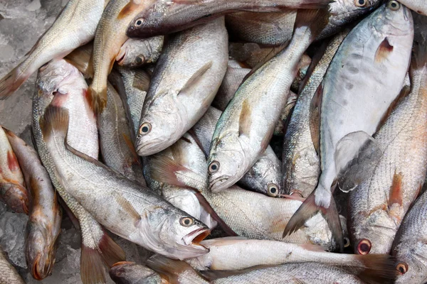 Freshly Caught Fish — Stock Photo, Image