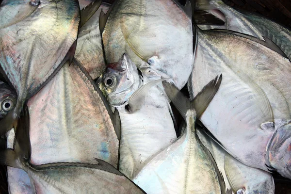 Fresh Fish Background — Stock Photo, Image