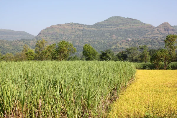 Sugarcane & Paddy Field — Stock Photo, Image