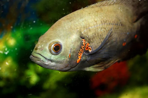 stock image Fish Closeup