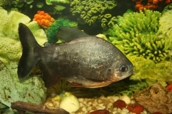 stock image Tropical Fish