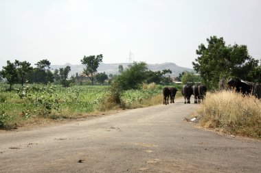 Hint köy yolu