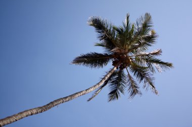 palmiye ağacı arka plan
