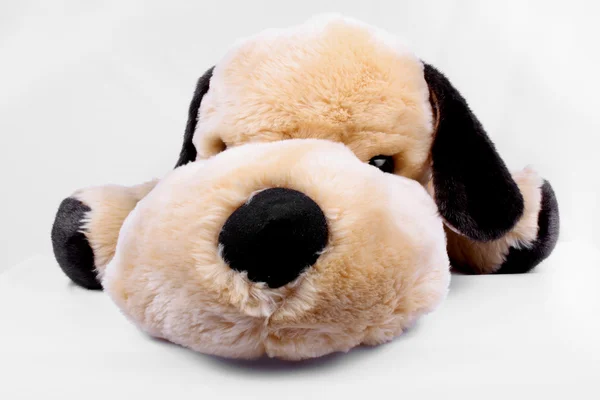 Cão de brinquedo fofo — Fotografia de Stock