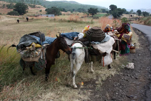 stock image Nomadic Horses