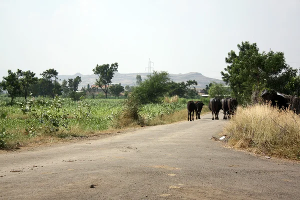 stock image Indian Village Road