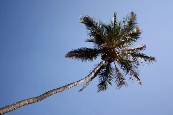 Фон пальмового дерева — стоковое фото