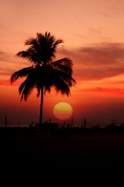Tropical Sunset — Stock Photo, Image