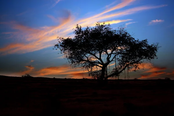 Сутінки дерево Стокове Фото
