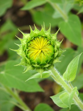 Beautiful Sunflower Bud clipart