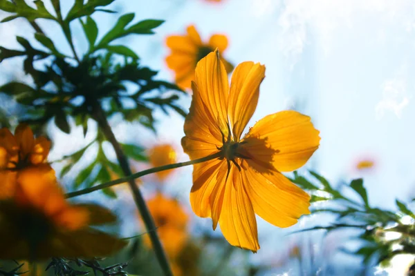 Orange tropisk blomma — Stockfoto