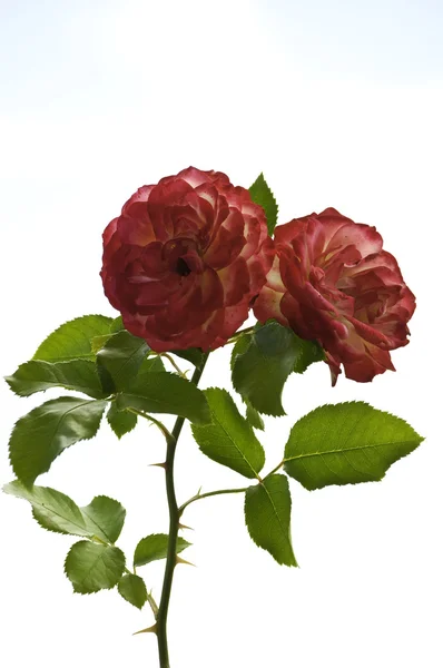 Zwei rote Rosen vor blassem Himmel — Stockfoto