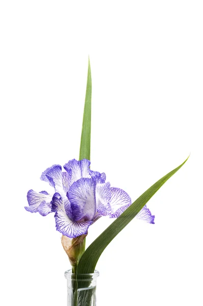 Purple Iris in Vase — Stock Photo, Image