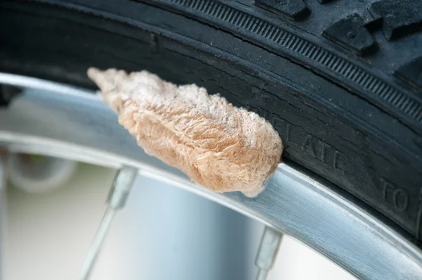 stock image Praying Mantis egg container