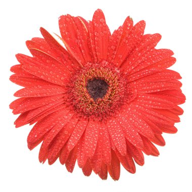 gerbera daisy yağmurdan sonra