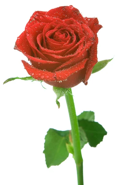 白い背景で隔離された赤いバラ — ストック写真