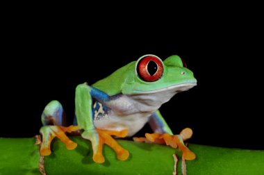 Red eyed tree frog clipart