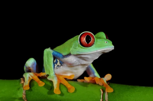 Rødøyd frosk – stockfoto