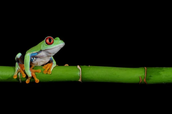 Žába s červenýma očima Stock Snímky
