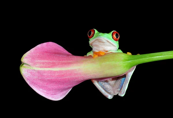 Червоноока жаба — стокове фото