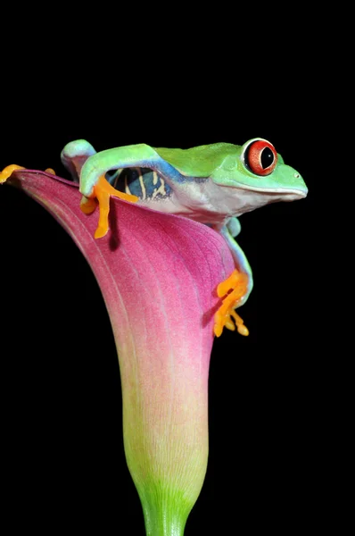 Червоноока жаба Ліцензійні Стокові Зображення