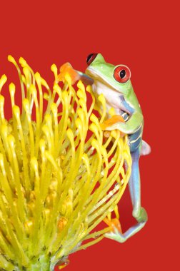 Red eyed tree frog clipart