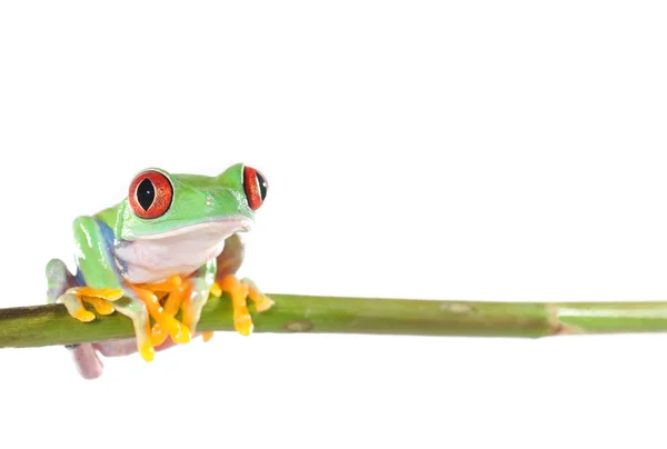 Червоноока жаба Ліцензійні Стокові Фото