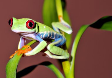 Red eyed tree frog clipart