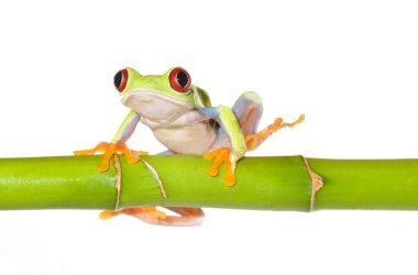 Red eyed tree frog clipart