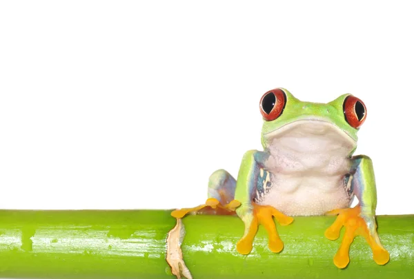 Red eyed tree frog — Stock Photo, Image