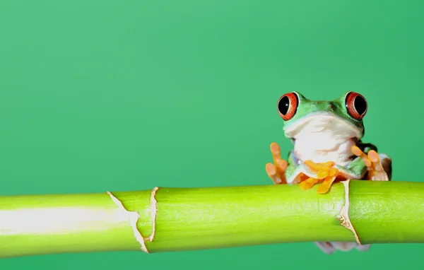 Žába s červenýma očima Stock Snímky