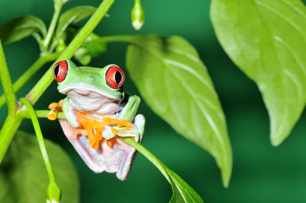 Червоноока жаба Стокове Фото