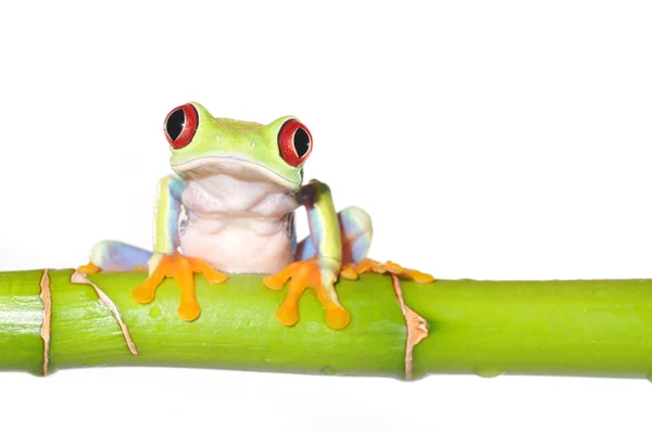 Червоноока жаба Стокове Фото