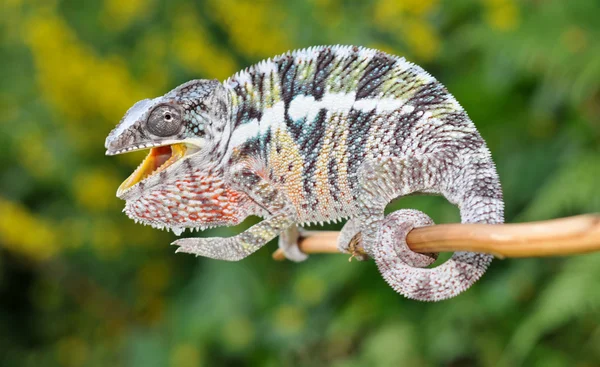 Panterkameleon — Stockfoto