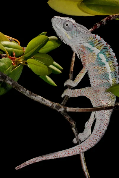 Panter chameleon — Stock fotografie