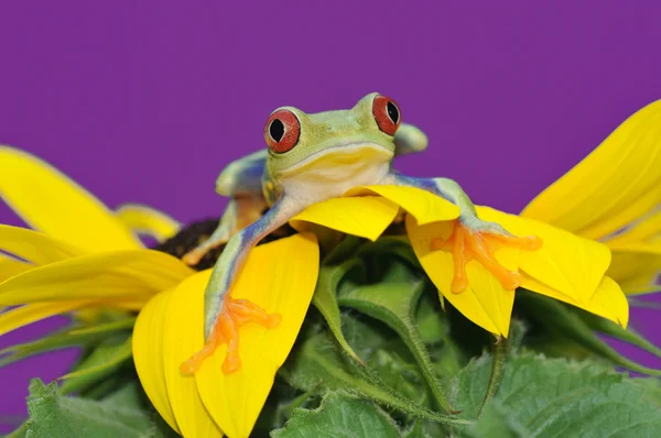 Червоноока жаба — стокове фото