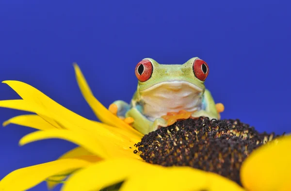 붉은 눈 나무 개구리 — 스톡 사진