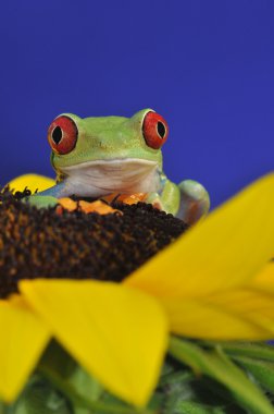 Red eyed tree frog clipart