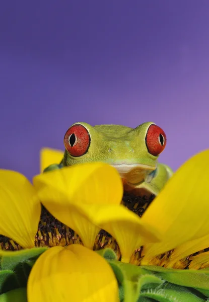 Βάτραχος με κόκκινα μάτια — Φωτογραφία Αρχείου