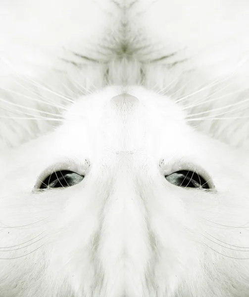 Gato blanco — Foto de Stock