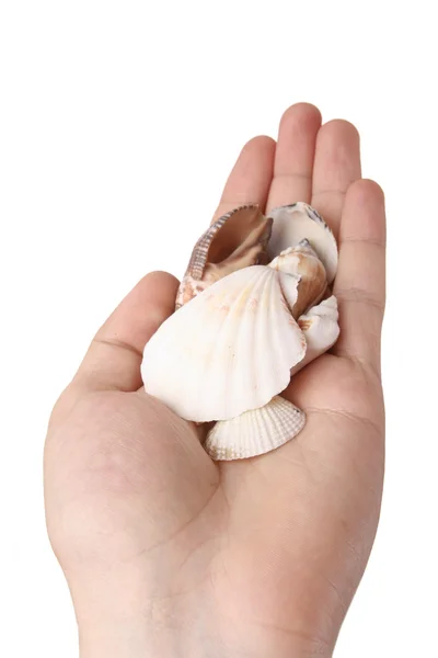 Shells in a man hand. — Stock Photo, Image