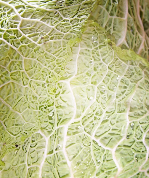 stock image Green cabbage vegetable