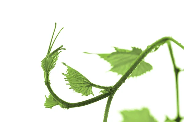 Grape leaf — Stock Photo, Image