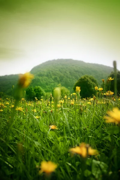 stock image Landscape view