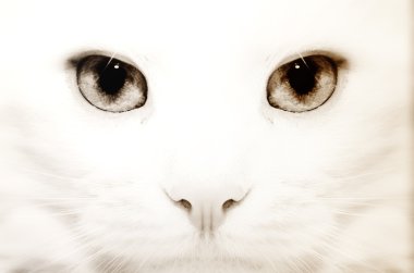 White cat: macro clipart