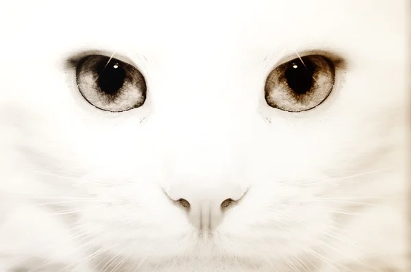 Bílá kočka: makro — Stock fotografie