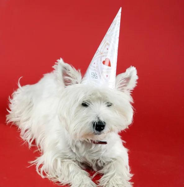 Dog party — Stock Photo, Image